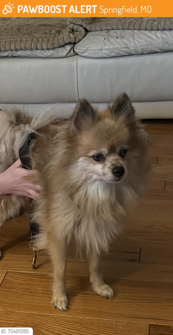 Found/Stray Male Dog last seen Maverick gas station, Springfield, MO 65810