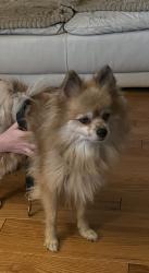 Found/Stray Male Dog last seen Maverick gas station, Springfield, MO 65810