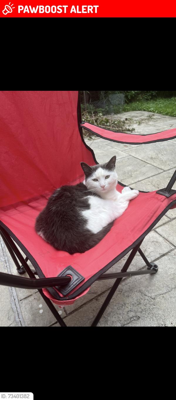 Lost Female Cat last seen Ken sturgeon park, Newmarket, ON L3X 1L1