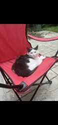Lost Female Cat last seen Ken sturgeon park, Newmarket, ON L3X 1L1