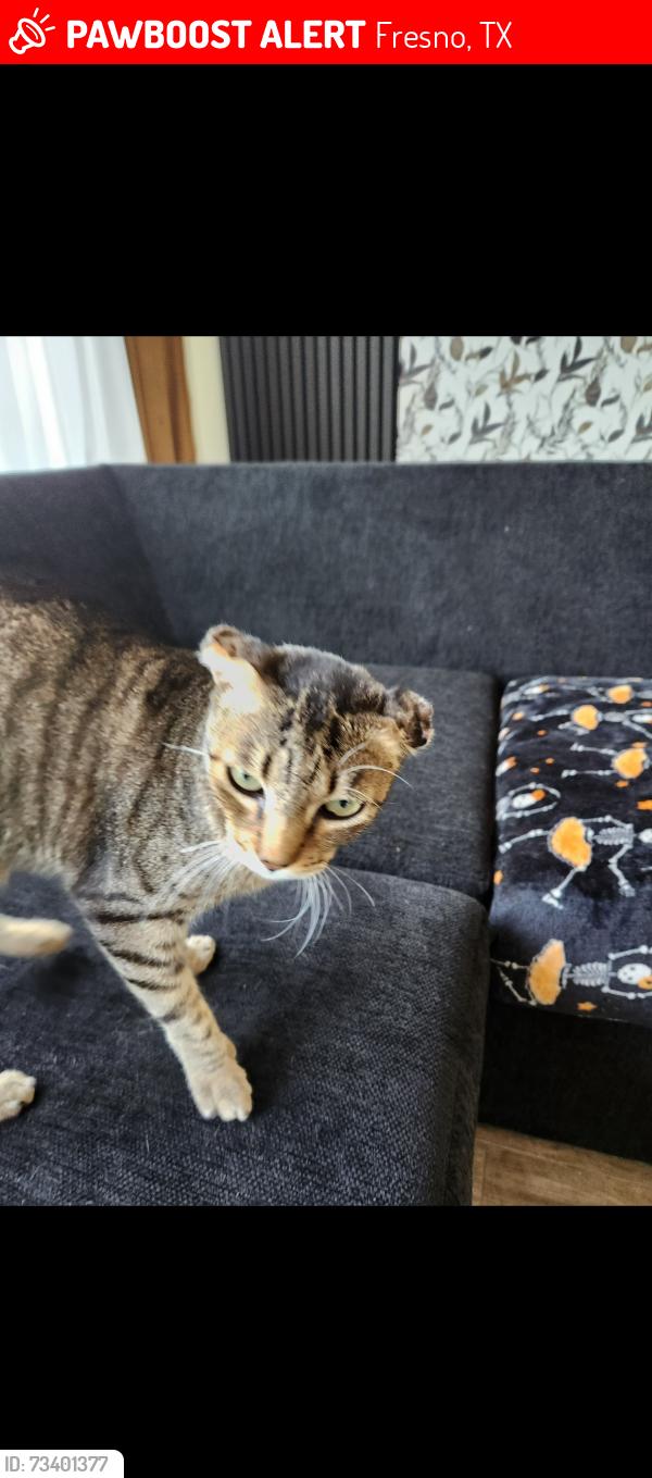 Lost Female Cat last seen Everhart terrace dr ,fresno tx, Fresno, TX 77545