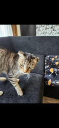 Lost Female Cat last seen Everhart terrace dr ,fresno tx, Fresno, TX 77545