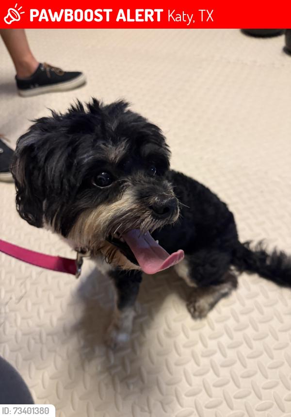 Lost Male Dog last seen Katy Gap Rd, highland knowls, Katy, TX 77494