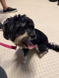 Lost Male Dog last seen Katy Gap Rd, highland knowls, Katy, TX 77494