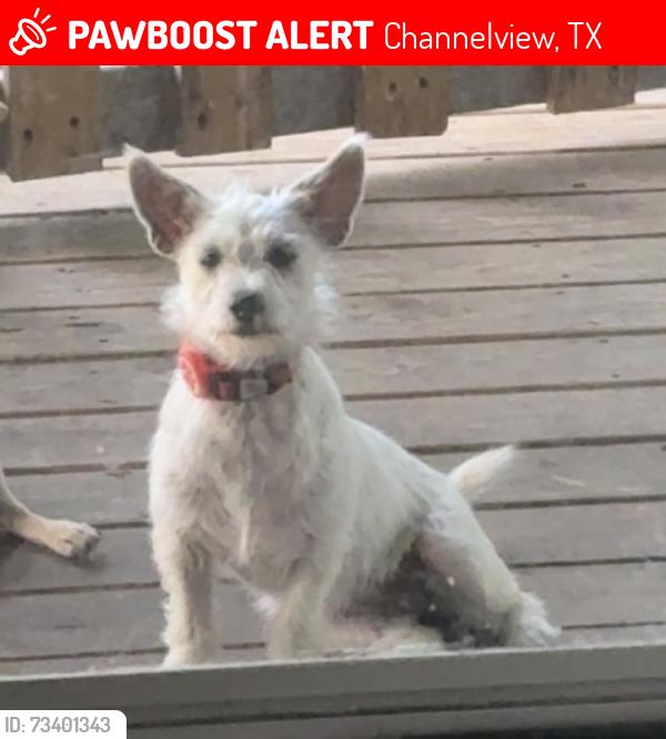 Lost Female Dog last seen Becker St and Palm St, Channelview, TX 77530