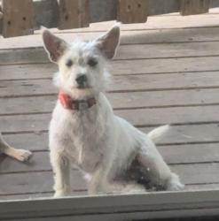 Lost Female Dog last seen Becker St and Palm St, Channelview, TX 77530