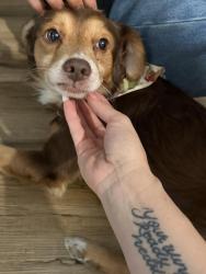 Reunited Male Dog last seen Near Santo Domingo Ave, Duarte, CA 91010, USA, Duarte, CA 91010