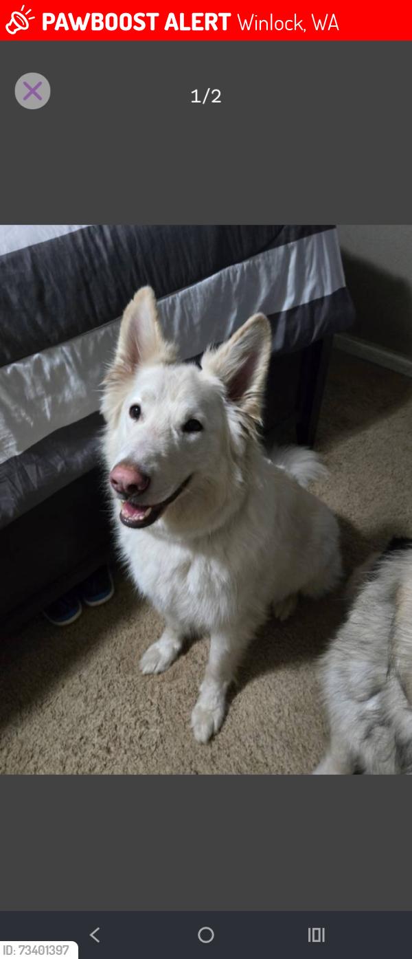 Lost Male Dog last seen Near Antrim Rd, Winlock, WA 98596