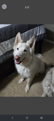 Lost Male Dog last seen Near Antrim Rd, Winlock, WA 98596