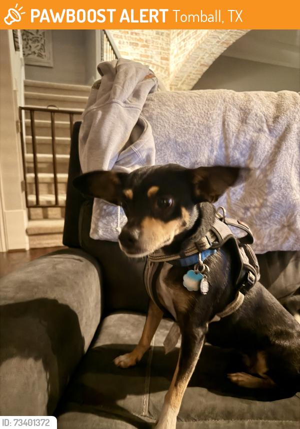 Found/Stray Female Dog last seen Near & Tomball Cemetery Rd, Tomball, TX 77377