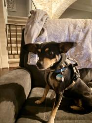 Found/Stray Female Dog last seen Near & Tomball Cemetery Rd, Tomball, TX 77377