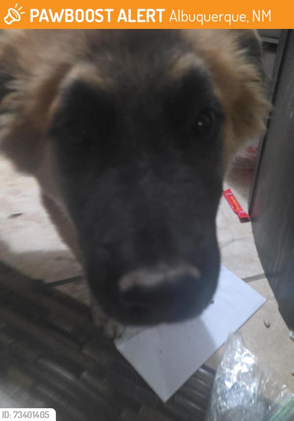 Found/Stray Unknown Dog last seen Edith, Albuquerque, NM 87107