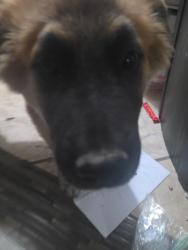 Found/Stray Unknown Dog last seen Edith, Albuquerque, NM 87107