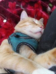 Lost Male Cat last seen Near Westview Pkwy Suite C1, San Diego, CA 92126, San Diego, CA 92126