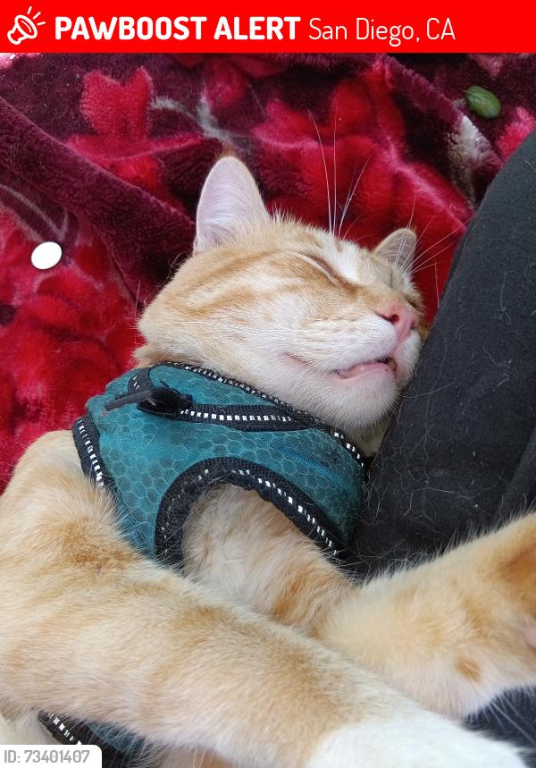 Lost Male Cat last seen Near Westview Pkwy Suite C1, San Diego, CA 92126, San Diego, CA 92126