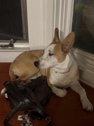 Found/Stray Female Dog last seen Near the university of Denver, Denver, CO 80210