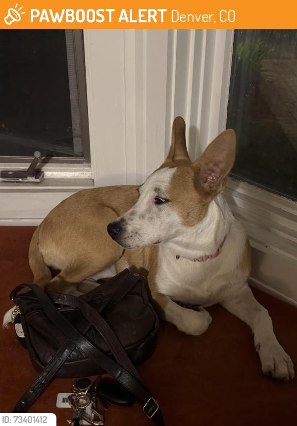 Found/Stray Female Dog last seen Near the university of Denver, Denver, CO 80210