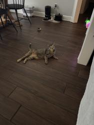 Lost Female Cat last seen Plainview and fairview, Lafayette, LA 70508