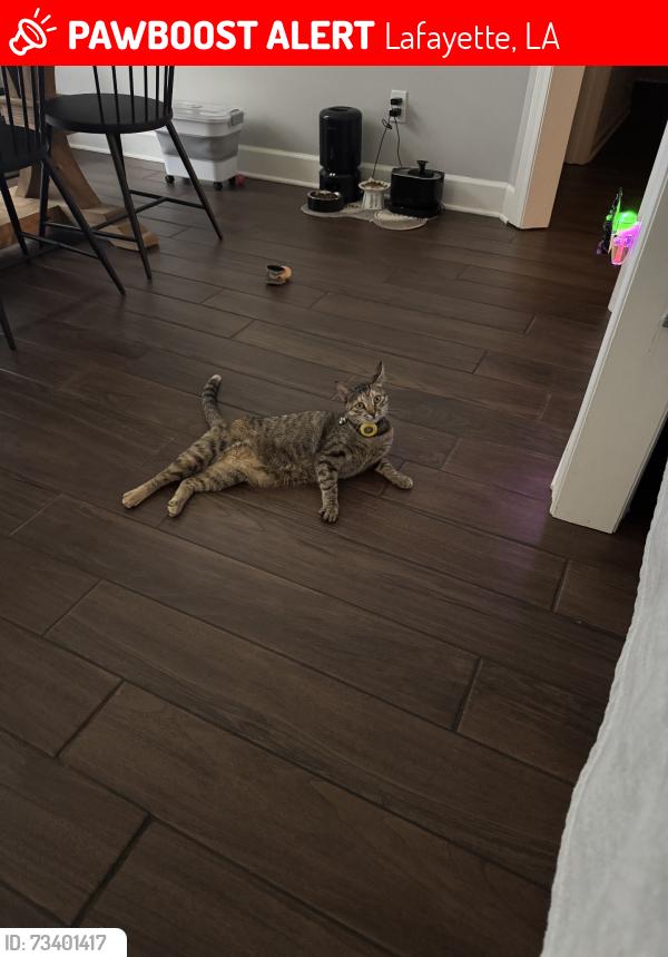 Lost Female Cat last seen Plainview and fairview, Lafayette, LA 70508