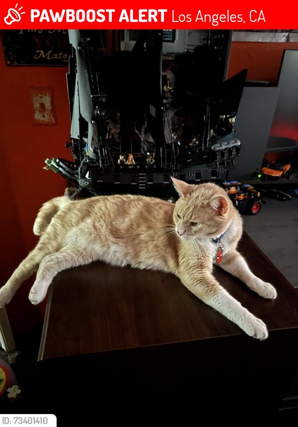 Lost Male Cat last seen Foothill Blvd old pioneer cemetery near by, Los Angeles, CA 91342