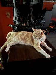 Lost Male Cat last seen Foothill Blvd old pioneer cemetery near by, Los Angeles, CA 91342