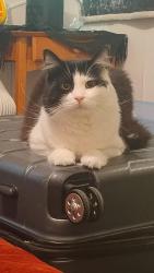 Lost Male Cat last seen Hudson avenue, North st, Rochester, NY 14605