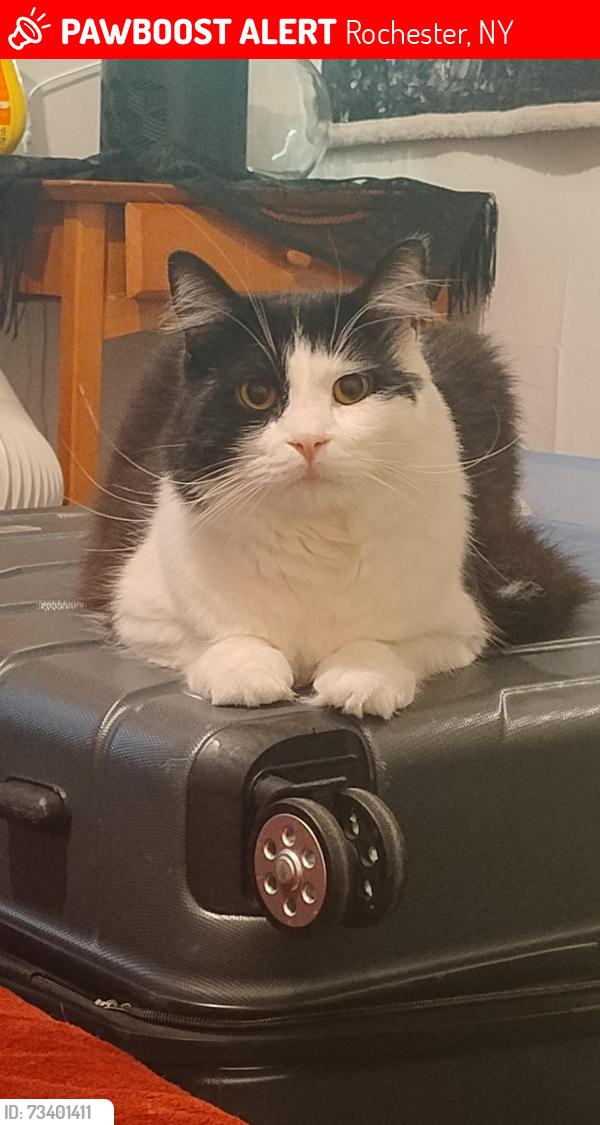 Lost Male Cat last seen Hudson avenue, North st, Rochester, NY 14605