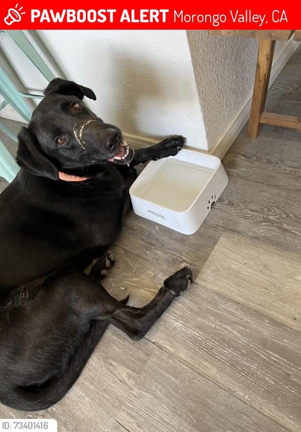 Lost Male Dog last seen Desert willow trails and highway 62, Morongo Valley, CA 92256
