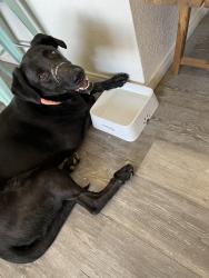 Lost Male Dog last seen Desert willow trails and highway 62, Morongo Valley, CA 92256