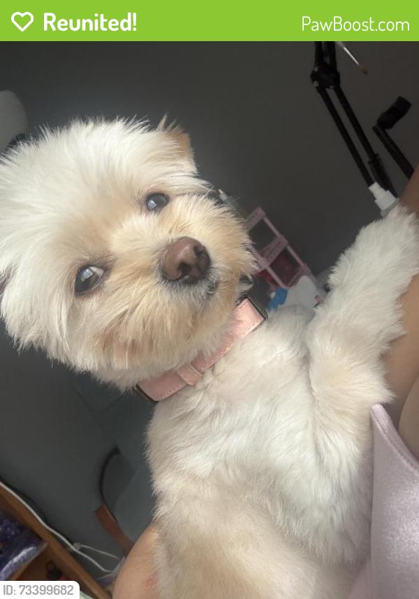 Reunited Female Dog last seen Foxton Ave, Lancaster, CA 93535, USA, Lancaster, CA 93535