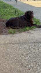 Lost Female Dog last seen Cottagehill and Cody, Mobile, AL 36695