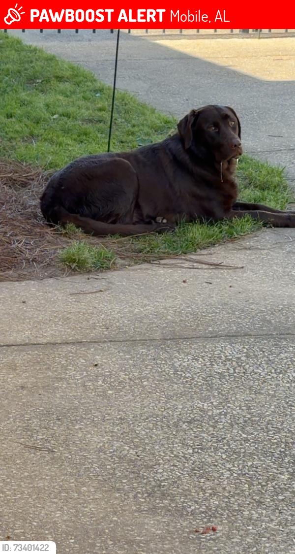 Lost Female Dog last seen Cottagehill and Cody, Mobile, AL 36695