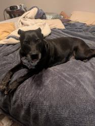 Lost Male Dog last seen Cave Creek and Beardsley, Phoenix, AZ 85024