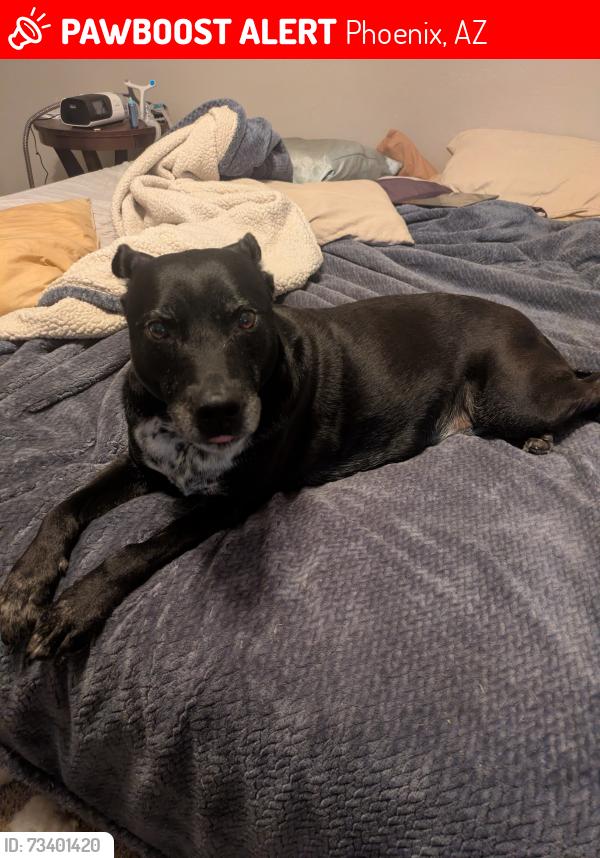 Lost Male Dog last seen Cave Creek and Beardsley, Phoenix, AZ 85024