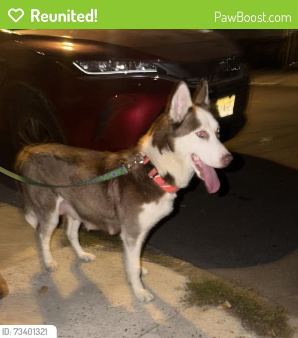 Reunited Female Dog last seen Near Hopkins Ave, Jersey City, NJ 07306, USA, Jersey City, NJ 07306