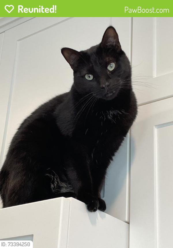 Reunited Male Cat last seen Near Donax Ave, Imperial Beach, CA 91932, USA, Imperial Beach, CA 91932