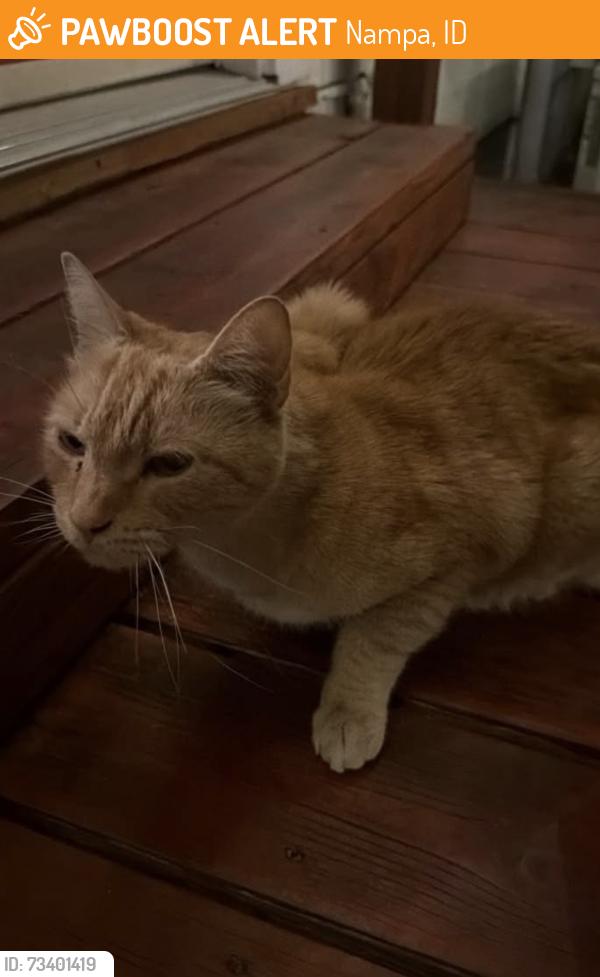 Found/Stray Male Cat last seen 14th ave s Nampa, Nampa, ID 83651