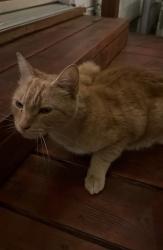 Found/Stray Male Cat last seen 14th ave s Nampa, Nampa, ID 83651