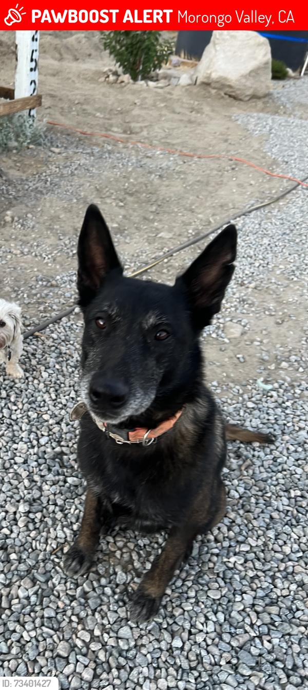 Lost Male Dog last seen Highway 62 and desert willow trails, Morongo Valley, CA 92256