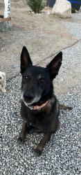 Lost Male Dog last seen Highway 62 and desert willow trails, Morongo Valley, CA 92256