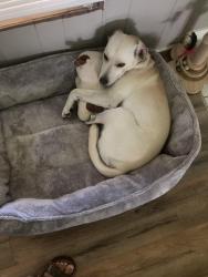 Reunited Male Dog last seen Fisher Rr, Goodlettsville, TN 37072