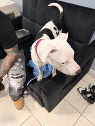 Found/Stray Female Dog last seen Sawyer rd tampa fl 33634, Tampa, FL 33634