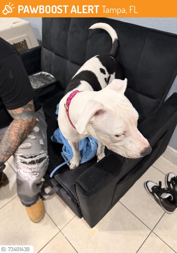 Found/Stray Female Dog last seen Sawyer rd tampa fl 33634, Tampa, FL 33634