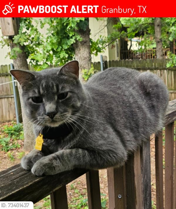 Lost Male Cat last seen Blue Water Shores, Granbury, TX 76049