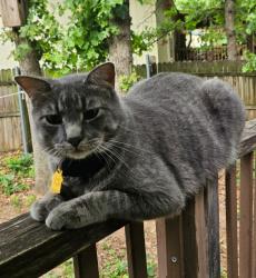 Lost Male Cat last seen Blue Water Shores, Granbury, TX 76049