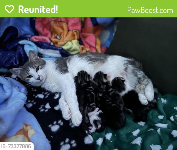 Reunited Female Cat last seen Quito, Bicknell and Pollard, Los Gatos, CA 95032