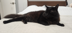 Reunited Male Cat last seen Vanoween/Hinds, Los Angeles, CA 91605
