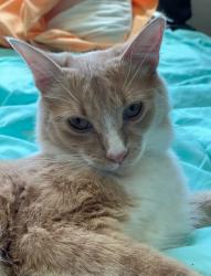 Lost Male Cat last seen Morris and Candelaria, Albuquerque, NM 87111