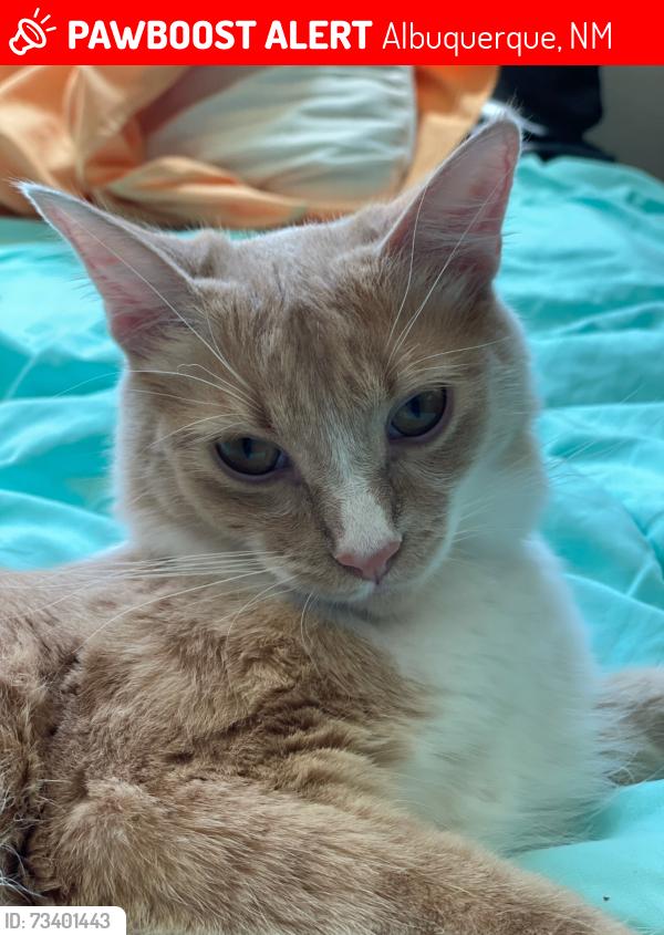 Lost Male Cat last seen Morris and Candelaria, Albuquerque, NM 87111