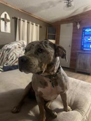 Lost Female Dog last seen Ralph Gantt Road Little River, Little River, AL 36550